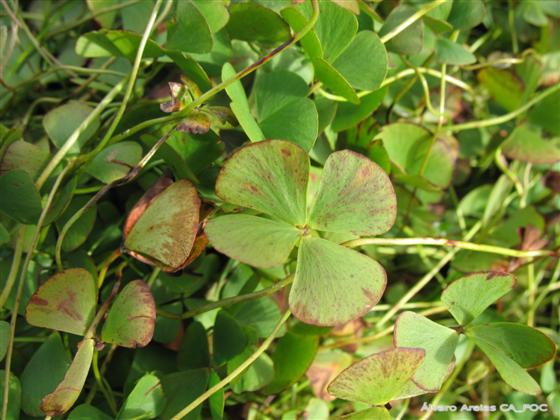 Marsilea hirsuta R.Br.